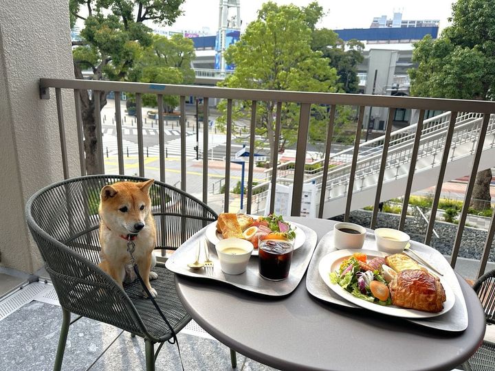 朝食を食べるテラスと、椅子にまもるが座っている