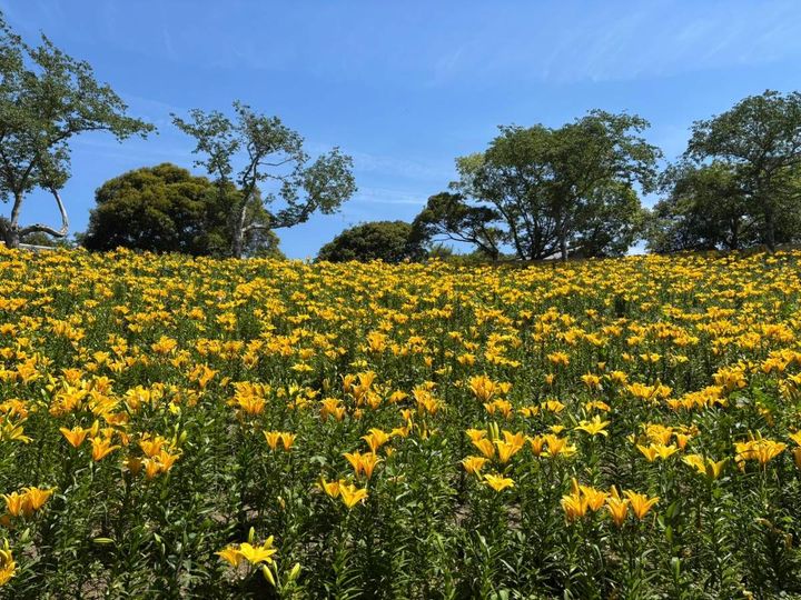 可睡ゆりの園 黄色いゆり