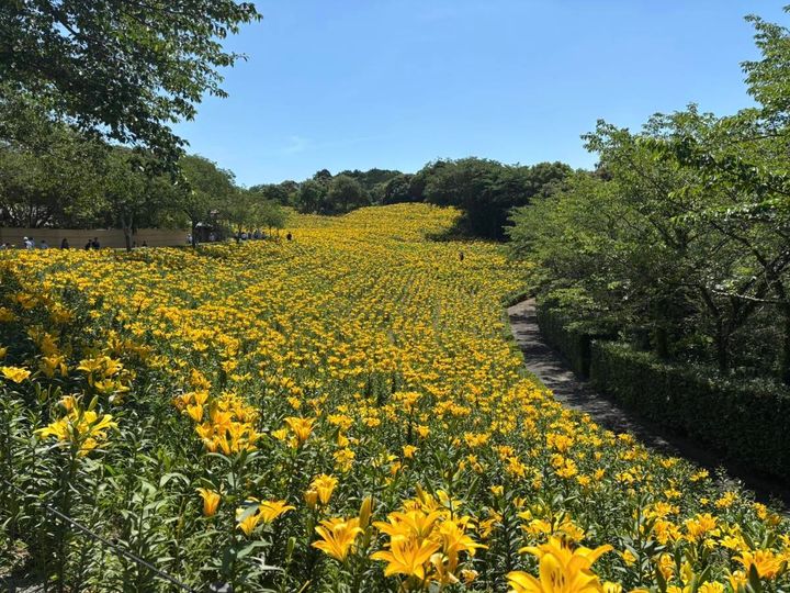 黄色いゆり 一面