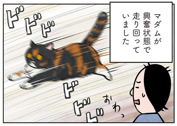 マダムが興奮状態で走り回っていました （C）かんさび／KADOKAWA