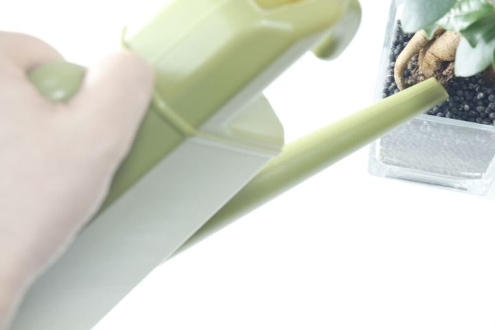 手が水差しを持ち、観葉植物に水をやろうとしている様子