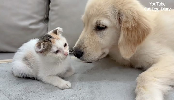 犬と子猫