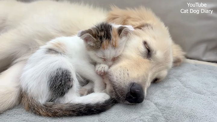 犬に寄り添う子猫