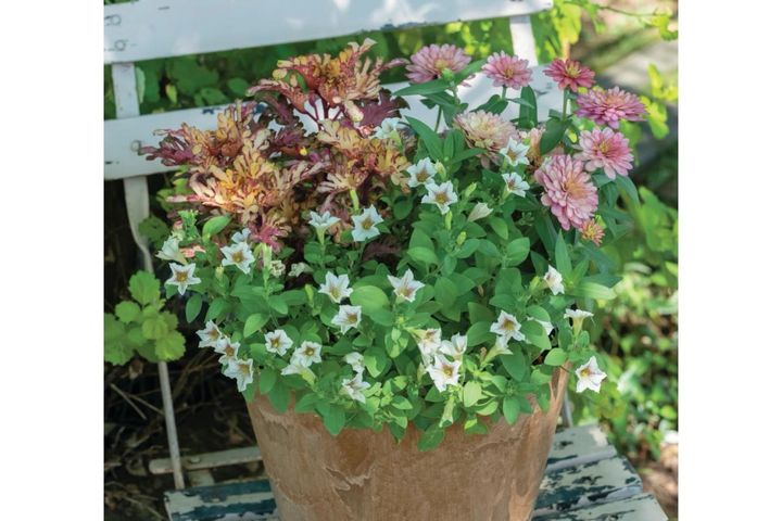 色数を2色に絞って洗練された印象！ 酷暑を乗り切る【夏の寄せ植え】2スタイル