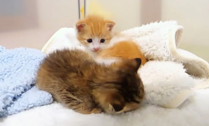 ウトウトする保護子猫達