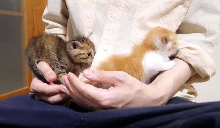腕の中で甘える保護子猫達
