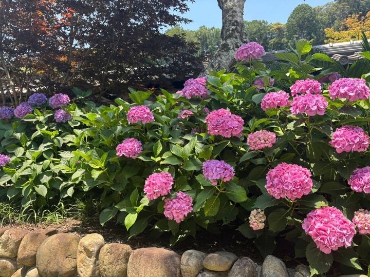 紫陽花 あじさい ピンク 
