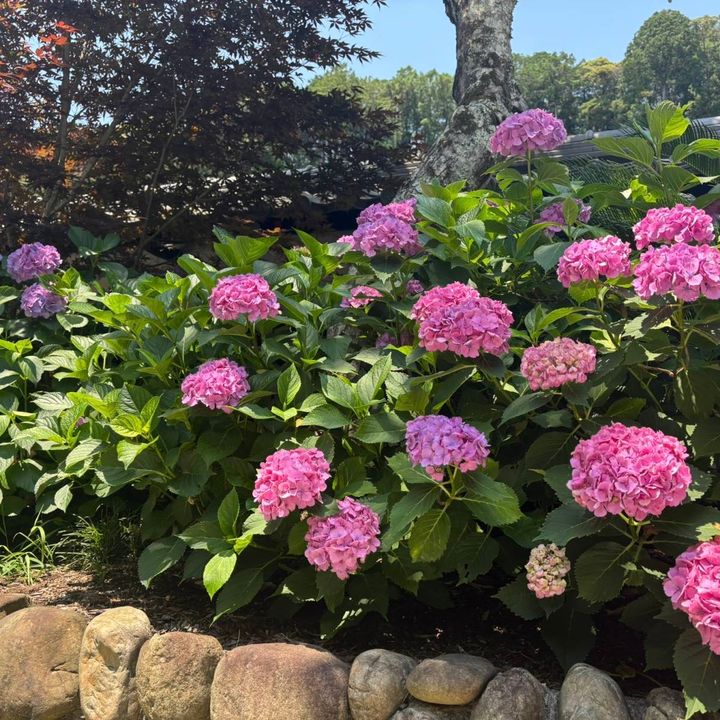 紫陽花 あじさい ピンク 