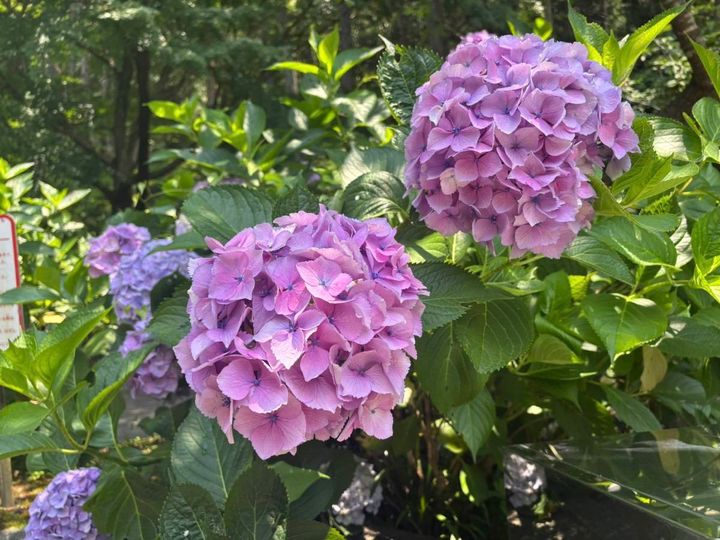 紫陽花 あじさい 紫 パープル