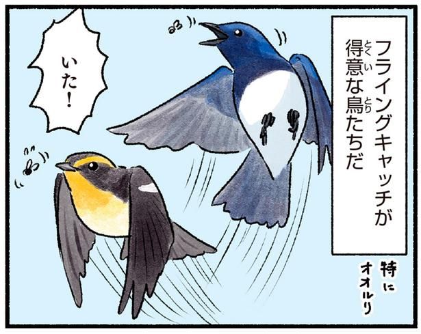フライングキャッチが得意な鳥たちだ （C）piro piro piccolo／KADOKAWA