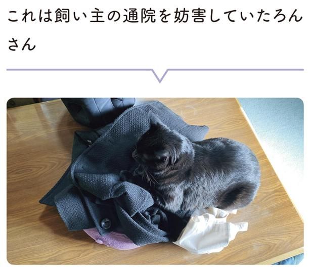飼い主の通院を妨害していたろんさん （C）AKR／KADOKAWA