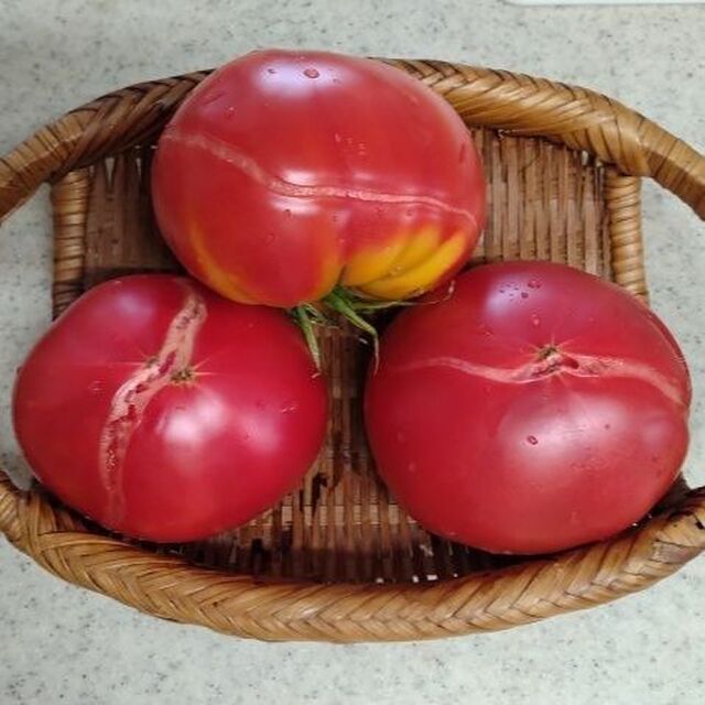 トマト