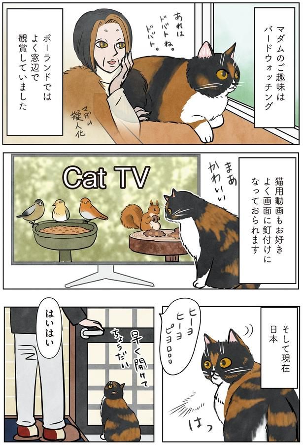 猫用動画もお好き （C）かんさび／KADOKAWA