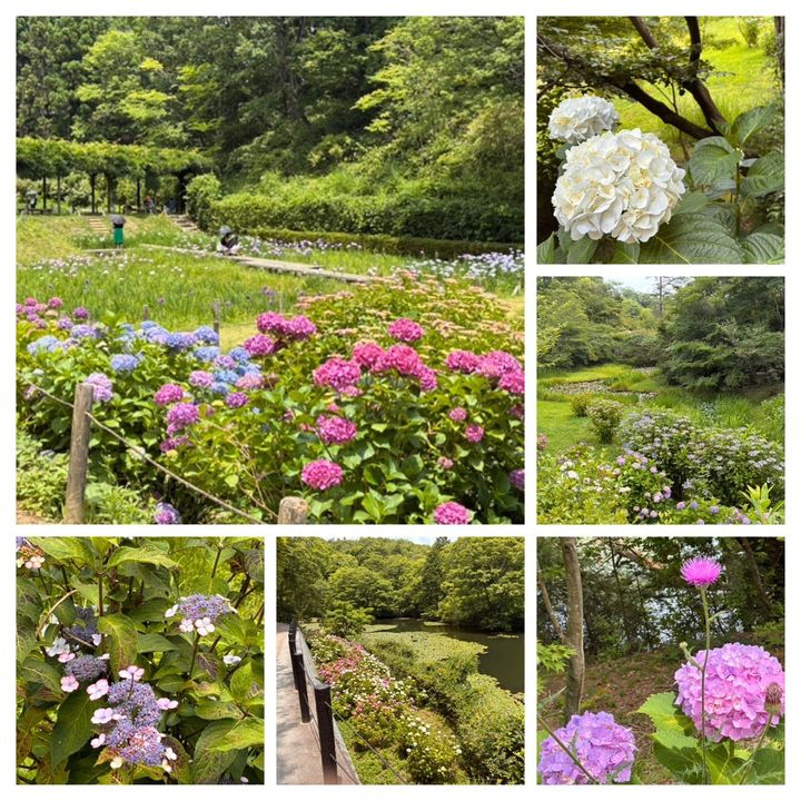 芝生の広場でのんびり眺めるのもいいな