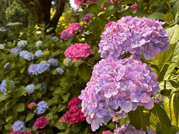 初夏を愛でる【花まつり】三景園の紫陽花
