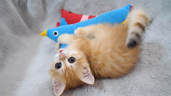 ヌイグルミで遊ぶ子猫