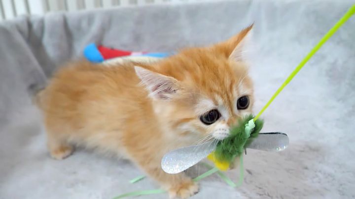 オモチャを取られると思った子猫