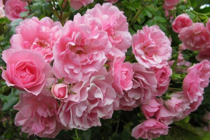 房咲きで花付きのよい‘ロイヤルボニカ’