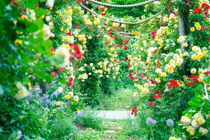 6月のバラのお手入れ。花がら切り・枝の切り方・追肥の基本