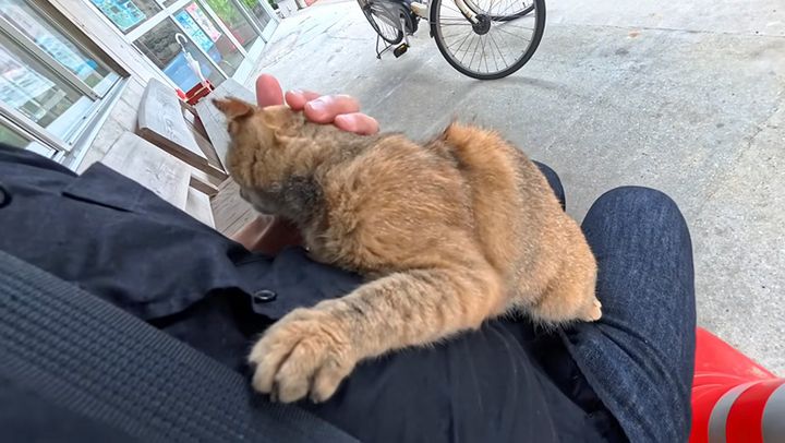 膝に乗る猫