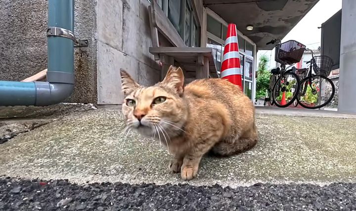 島の役所前にいた猫