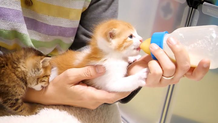 ミルクを飲む子猫