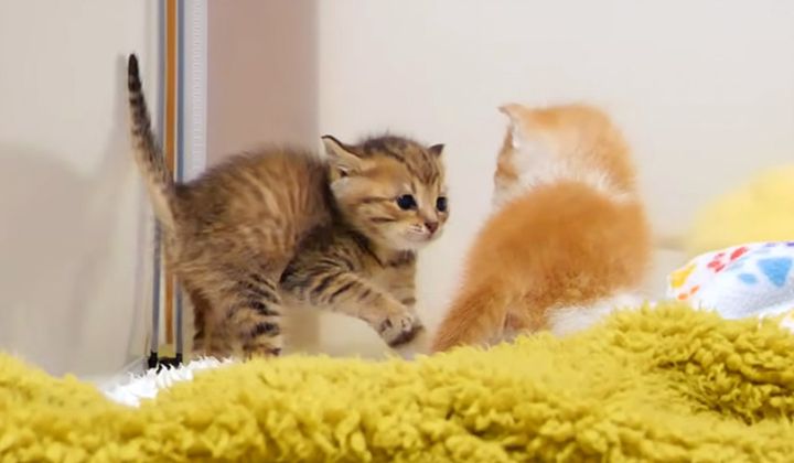 ワンパクな子猫達