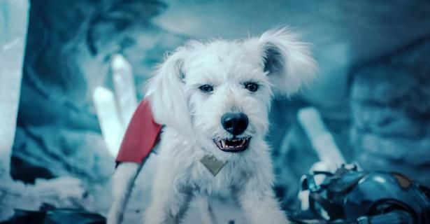 愛犬オズに合わせて、クリプトも雑種になっている(『スーパーマン』) [c] Warner Bros. /Courtesy Everett Collection