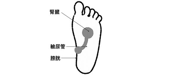 腎臓 輸尿管 膀胱