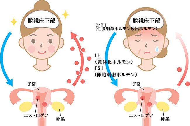 更年期の仕組み