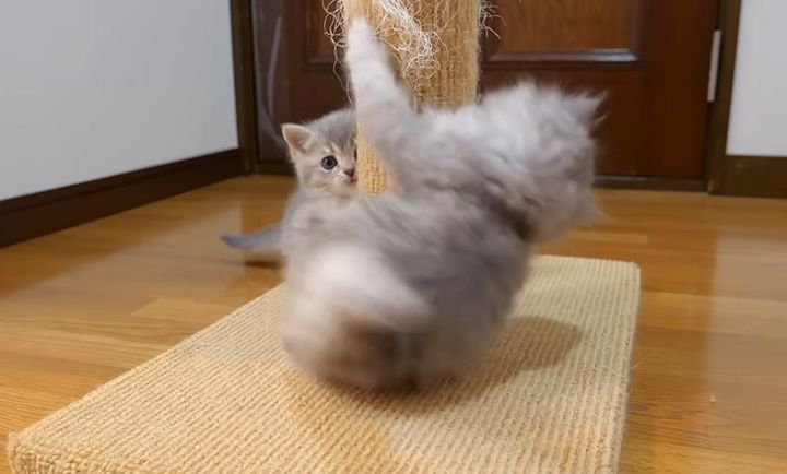 プロレスごっこをする子猫達