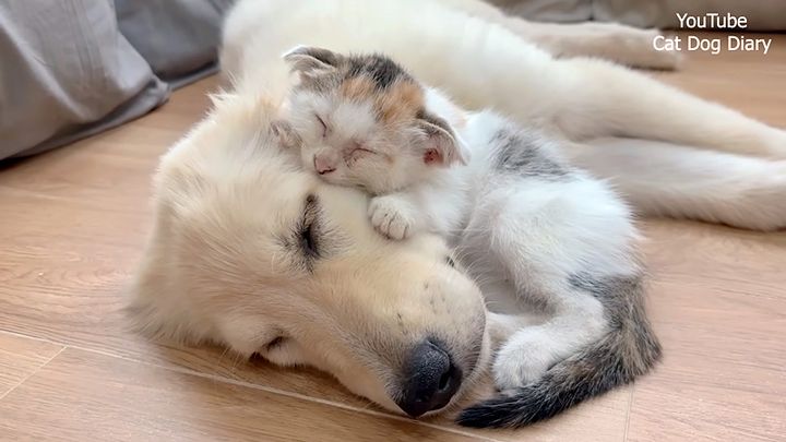 犬に寄り添って眠る子猫