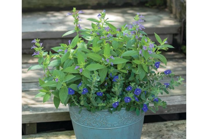 涼やかに秋まで長持ちする【夏の寄せ植え2選】植物は2種に絞ってシンプルに！