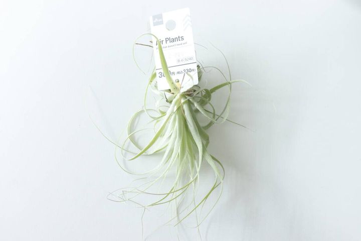 値札付きエアープランツT・ガーデネリー