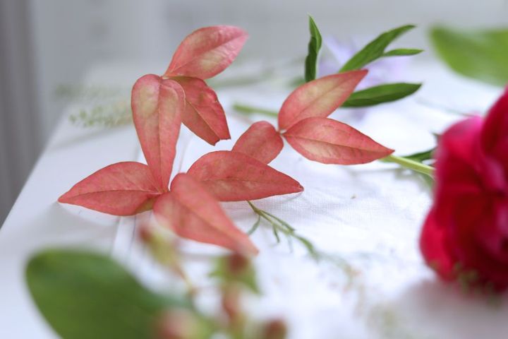 オレンジの葉