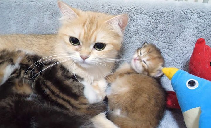 ウトウトする子猫