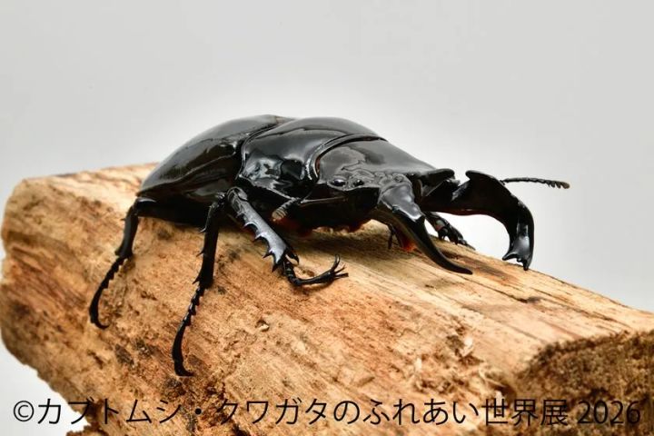 木に止まる黒いクワガタ