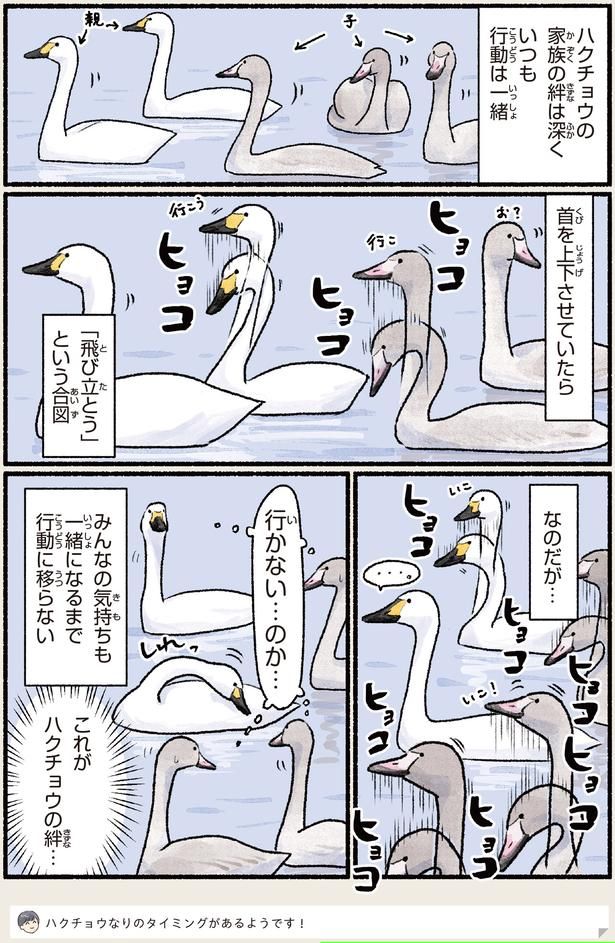 これがハクチョウの絆… （C）piro piro piccolo／KADOKAWA