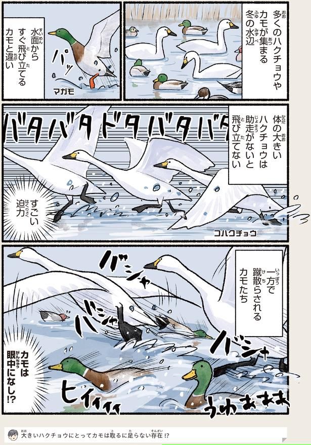 カモは眼中になし！？ （C）piro piro piccolo／KADOKAWA