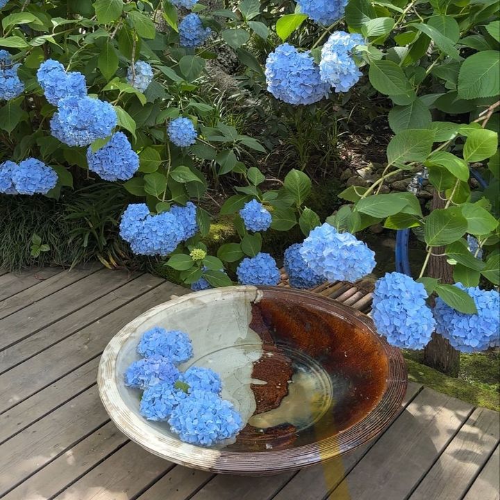 紫陽花シーズンの鎌倉散策