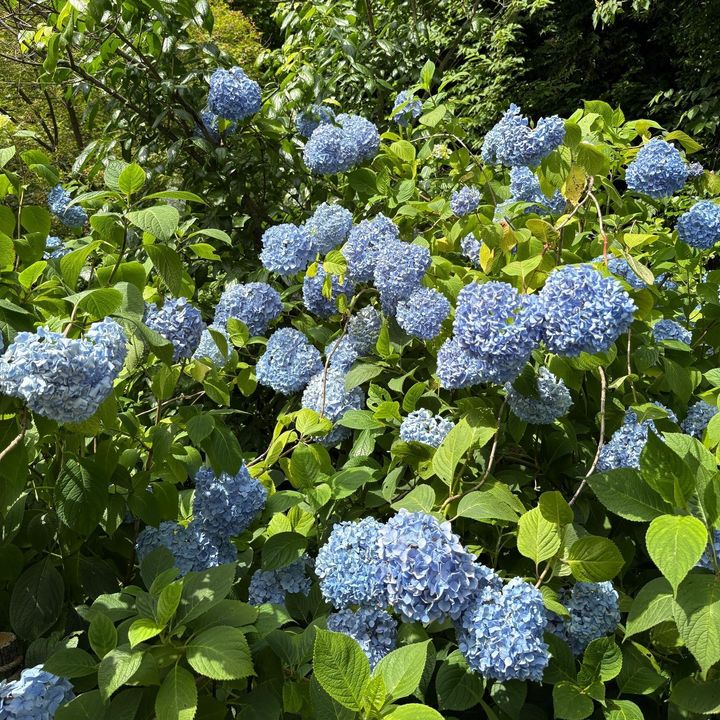 紫陽花シーズンの鎌倉散策