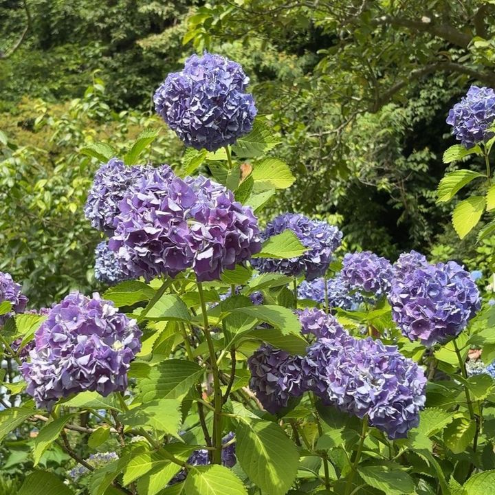 紫色の紫陽花を発見
