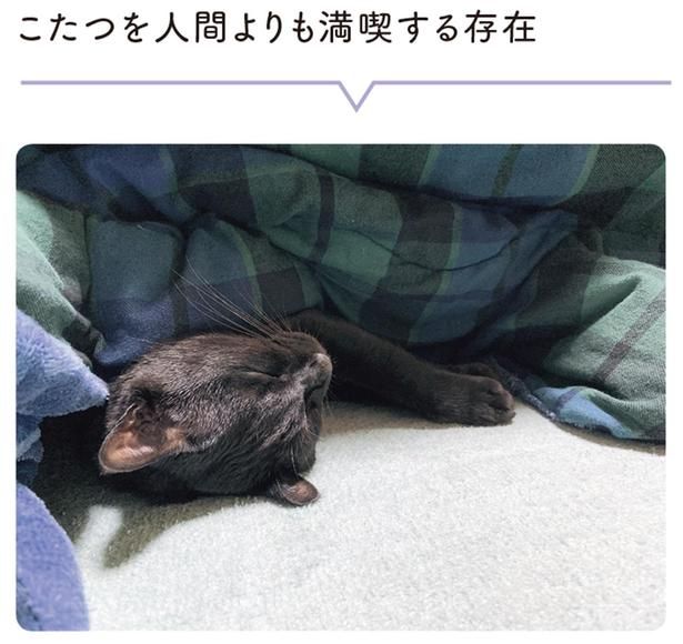 こたつを人間よりも満喫する存在 （C）AKR／KADOKAWA
