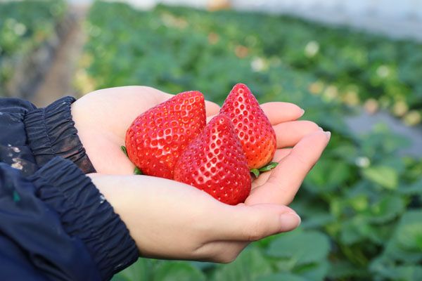 【栃木県さくら市】栃木の農園で生まれたオリジナルいちご「さくらベリー」を使ったジェラートが新発売
