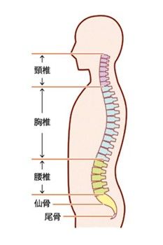 背骨のストレッチ