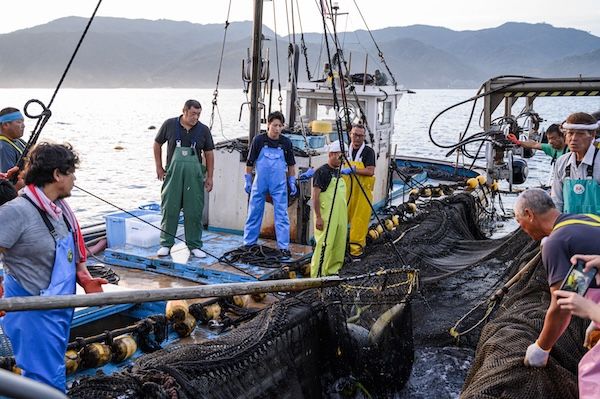 京丹後の地魚卸「魚政」が“フレンチ魚だし”で味わう新感覚漬け丼・カルパッチョを発売