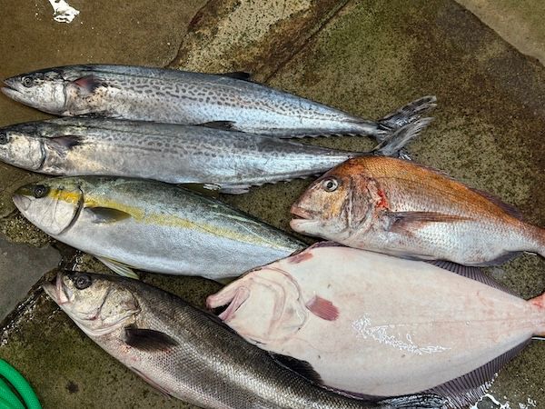 京丹後の地魚卸「魚政」が“フレンチ魚だし”で味わう新感覚漬け丼・カルパッチョを発売