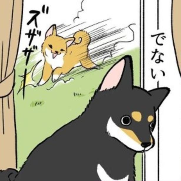 兄犬は散歩に出たがらないインドア派。 ユウコトリトリ(@yuko_toritori)