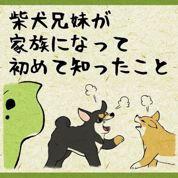 柴犬姉弟が家族になって、その人間っぽさを初めて知った！ ユウコトリトリ(@yuko_toritori)