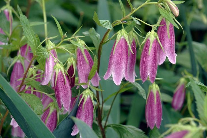 夏の庭・ベランダは【日陰】が快適！日陰タイプ別に選ぶ花と植物8選